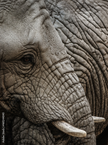 Elephant closeup portrait - head detail