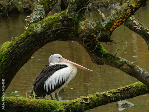 Australian pelican on lake framed of the branches