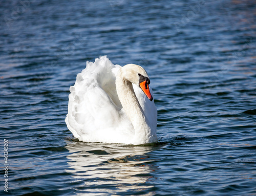 Sibilant swan is large waterfowl that swims beautifully on the water.