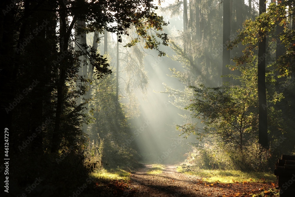 Forest trail on a misty morning in early fall Forest trail on a misty morning in early fall