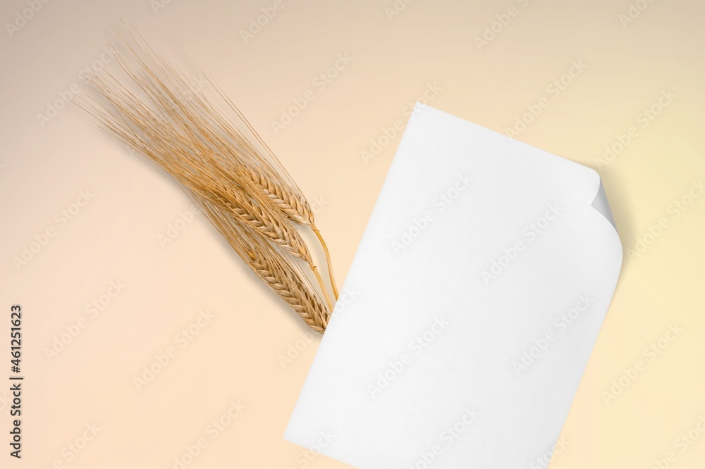 White paper empty blank card, dried grass decoration White paper empty blank card, dried grass decoration