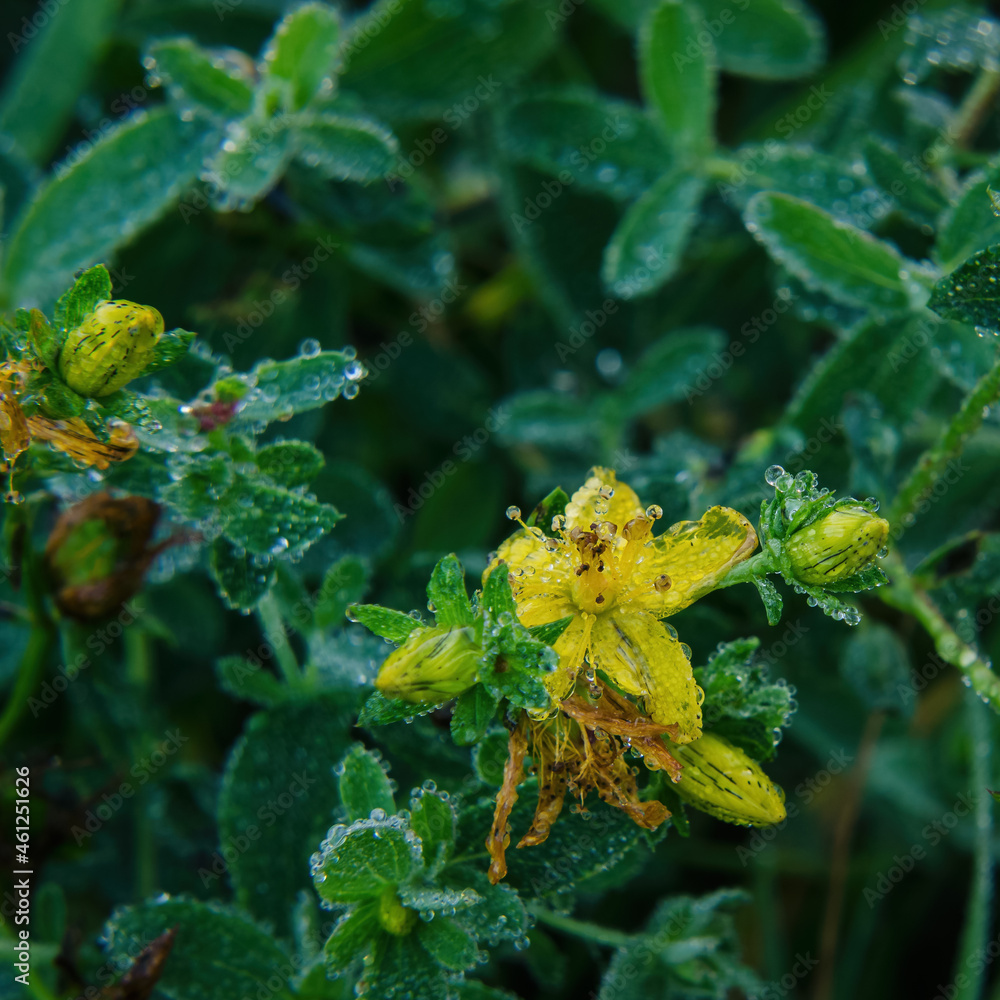 WILD FLOWERS - Blooming meadow in the drops of dew WILD FLOWERS - Blooming meadow in the drops of dew