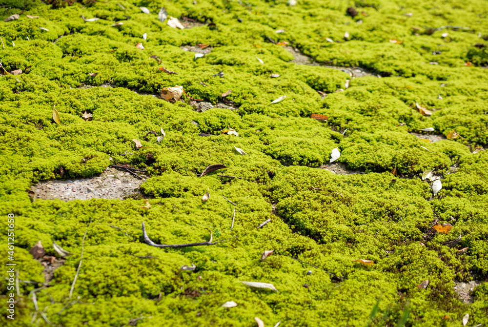 muscus viridis, tangens, tactus musco, трогать мох, тактильный ,Bryophyta muscus viridis, tangens, tactus musco, трогать мох, тактильный ,Bryophyta