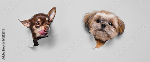 Fototapeta Naklejka Na Ścianę i Meble -  Portraite of cute puppy toy terrier and Shih tzu climbs out of hole in colored background. Little smiling dog on gray background. Free space for text.
