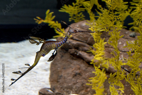 Common Seadragon fish underwater portrait photo