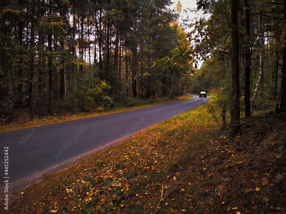 Naklejka premium road in autumn forest