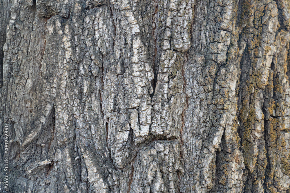 Texture of tree bark, aged wood, chips, cracks, moss, photophone for screensaver and print Texture of tree bark, aged wood, chips, cracks, moss, photophone for screensaver and print
