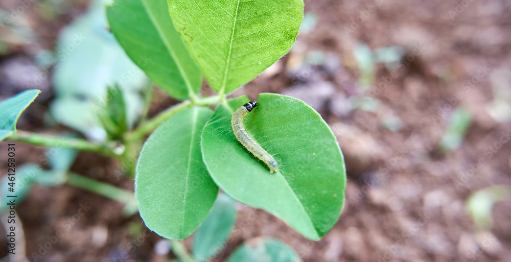 clear caterpillar sitting on a leaf clear caterpillar sitting on a leaf
