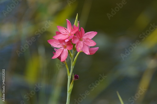 Hesperantha coccinea, the river lily, or crimson flag lily is a species of flowering plant in the iris family Iridaceae, native to Southern Africa and Zimbabwe.