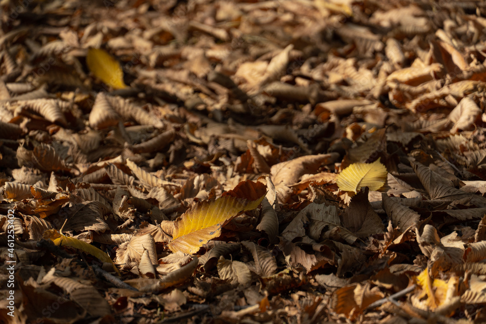 Dry yellow autumn leaves lie near a tree trunk, leaf fall Dry yellow autumn leaves lie near a tree trunk, leaf fall