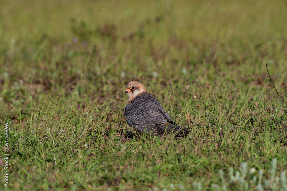 Red-footed Falcon (Falco vespertinus) perched in grass Red-footed Falcon (Falco vespertinus) perched in grass