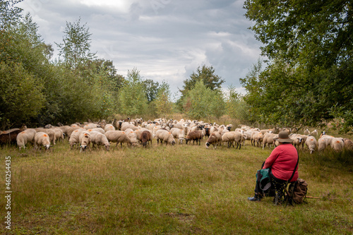 Herd of sheep in the natural landscape the 'white peat' led by the shepherds dog and the sheepherder, province of Gelderland, near the village of Haaksbergen photo