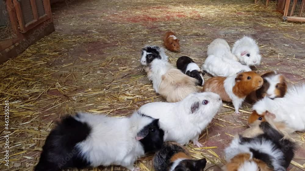 Herd of Abyssinian Guinea Pigs feeding on hay and grass in a farm barn. Herd of Abyssinian Guinea Pigs feeding on hay and grass in a farm barn.