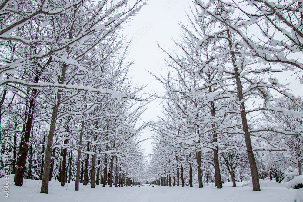 Fototapeta premium 雪化粧が綺麗な銀杏並木