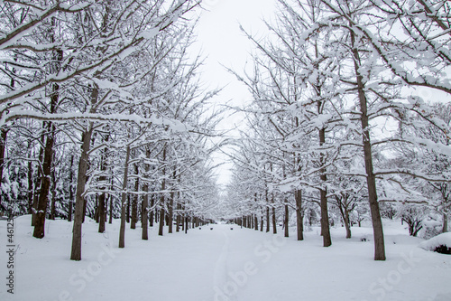 雪化粧が綺麗な銀杏並木