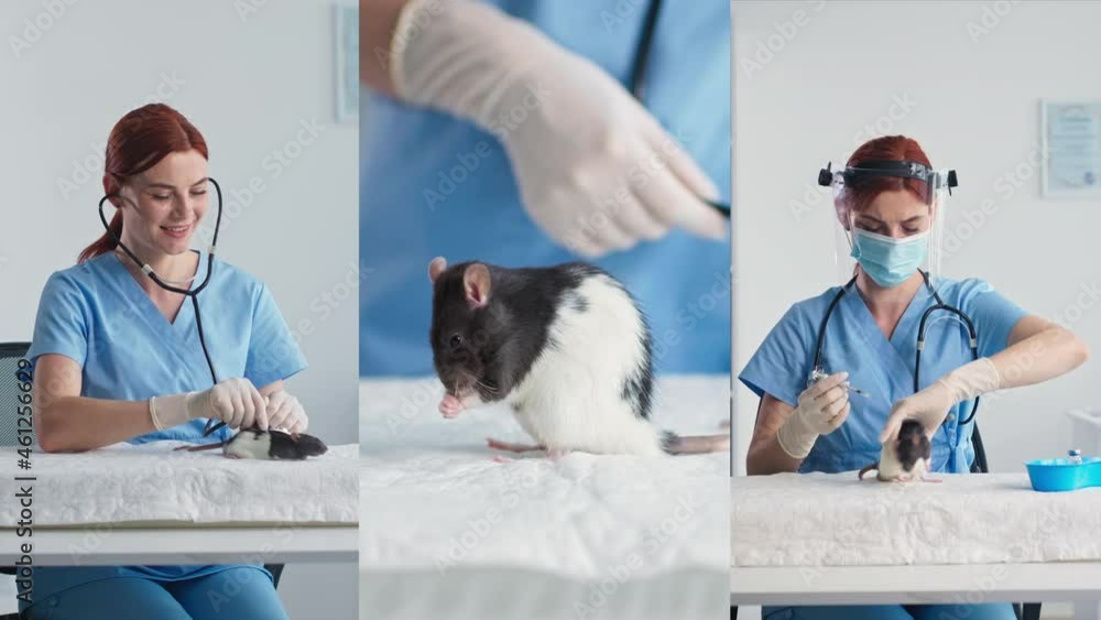 multiscreen, young female veterinarian examining pet rat in clinic office and administering vaccine injection in laboratory, pet health multiscreen, young female veterinarian examining pet rat in clinic office and administering vaccine injection in laboratory, pet health