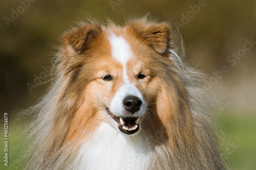 Stunning nice fluffy sable white shetland sheepdog, sheltie outside portrait on a foggy summer, autumn day. Small lassie, little collie dog with grey eyelashes smiling outdoors with green background © Lidia