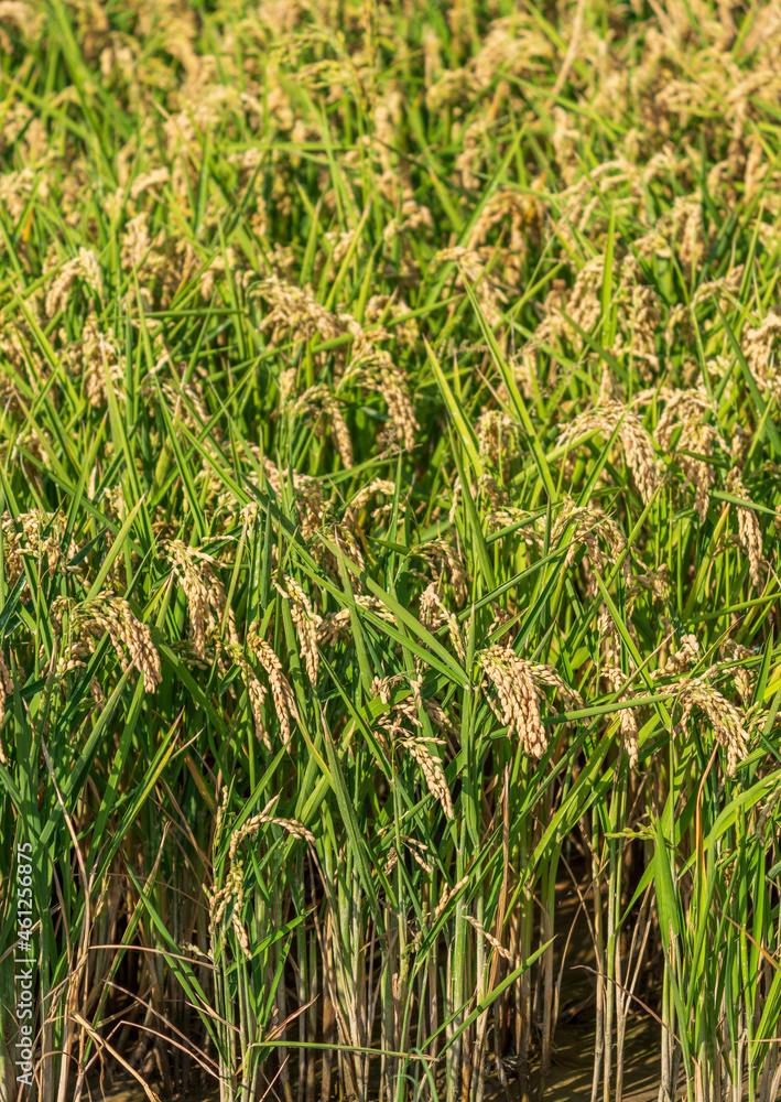 Detail of Rice field background close to harvest Detail of Rice field background close to harvest