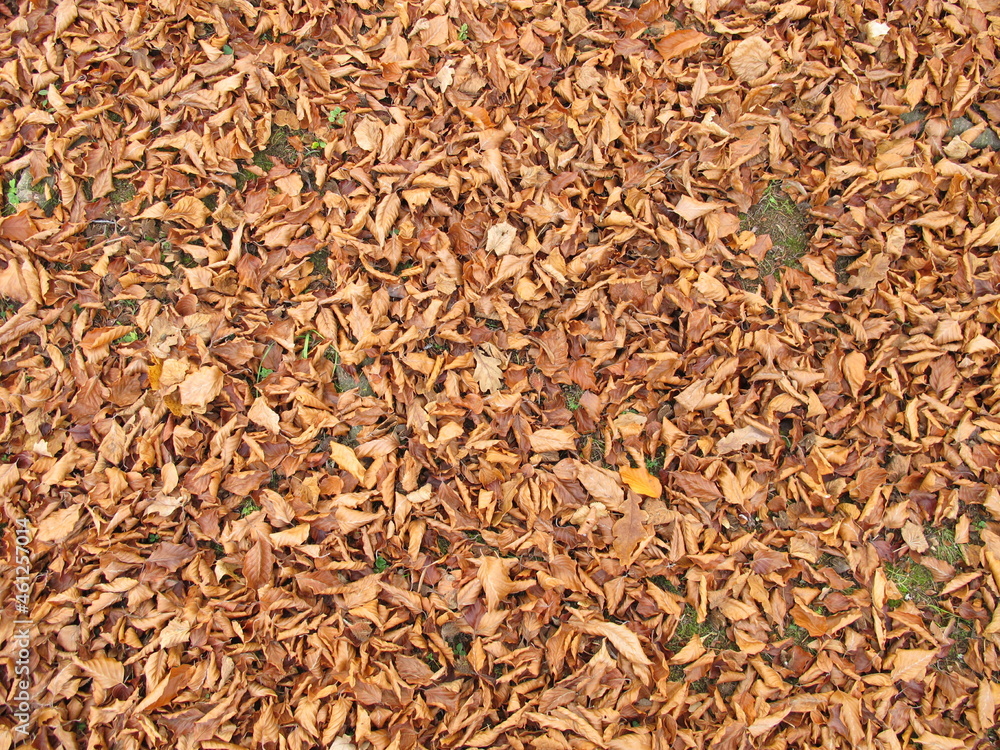 Soil ground covered with beech leaves in late autumn Soil ground covered with beech leaves in late autumn