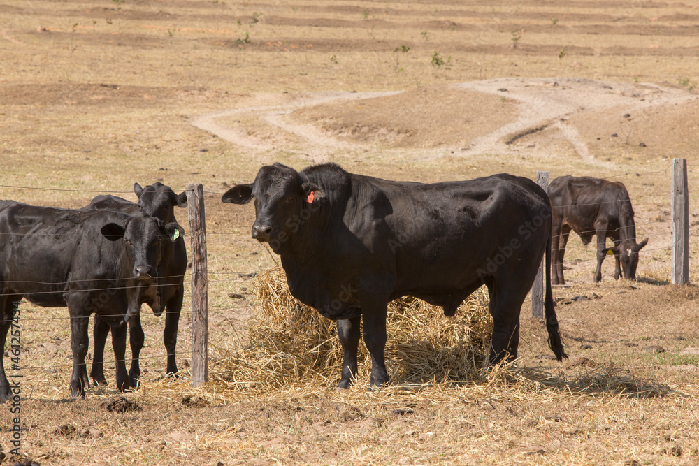 cows on farm cows on farm