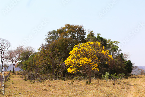 yellow ipe tree in the middle of nature