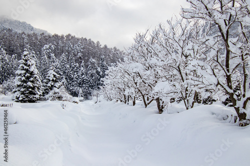 雪国の景色　除雪された道 © 白太郎