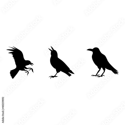 Witch Halloween Crow Silhouette on White Background. Isolated Vector Animal Template
