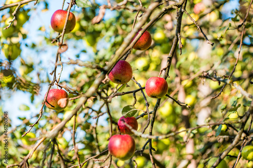 Red apples on a tree in autumn
