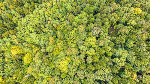 Aerial top view on green forest trees in the Carpathians. © perekotypole