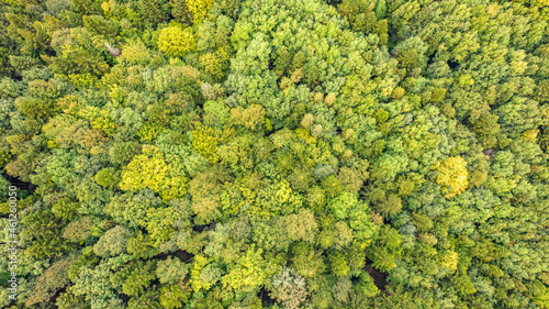 Aerial top view on green forest trees in the Carpathians.