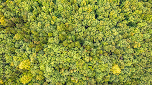 Aerial top view on green forest trees in the Carpathians.