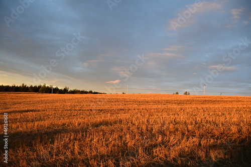 A field of oats after harvest  Sainte-Apolline  Qu  bec  Canada