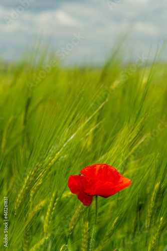 red poppy in a green cereal field