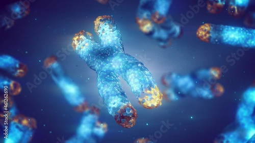 Animation of chromosome damage and telomere shortening. Telomeres are found on both ends of chromosomes, their length is affected by lifestyle and has direct impact on human health and lifespan. photo