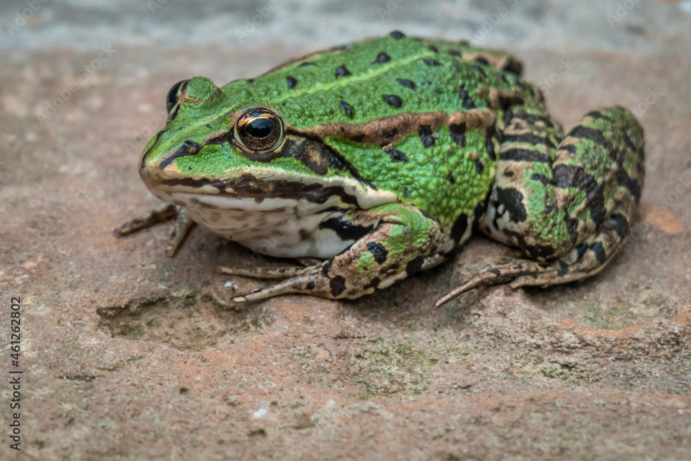 Obraz premium Close-up of green tree frog sitting on a brick wall