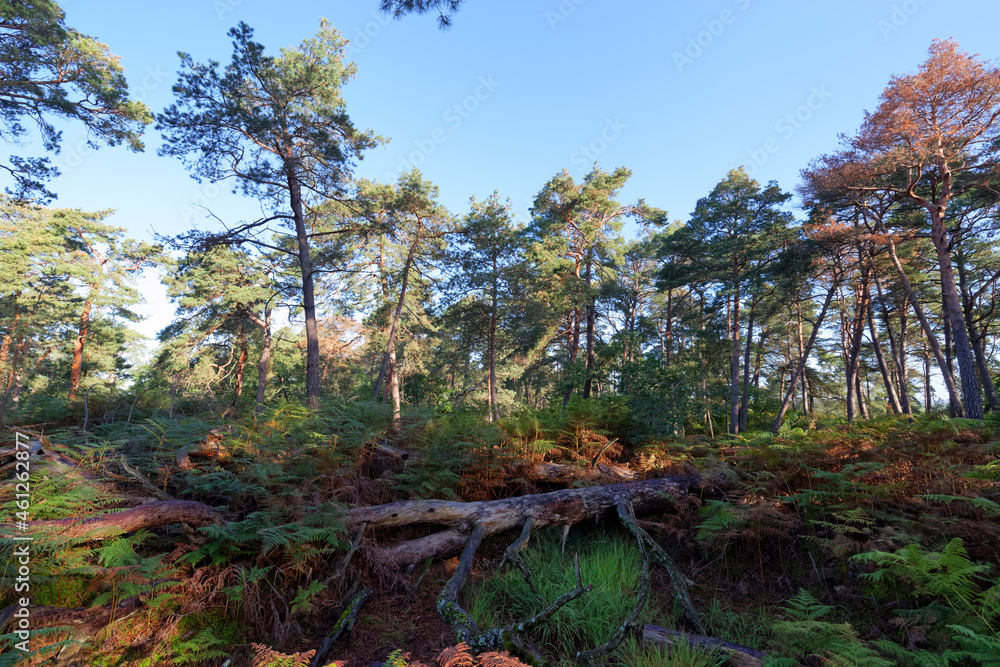 Denecourt hink path number 3 in the Cassepot rock. fontainebleau forest Denecourt hink path number 3 in the Cassepot rock. fontainebleau forest