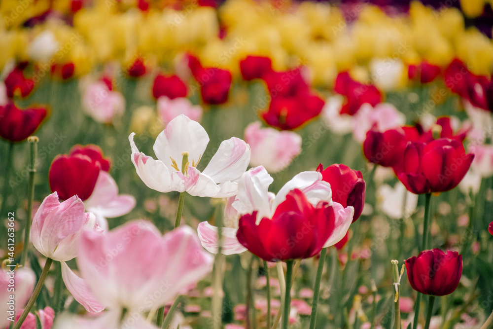 Obraz premium pink tulips in spring