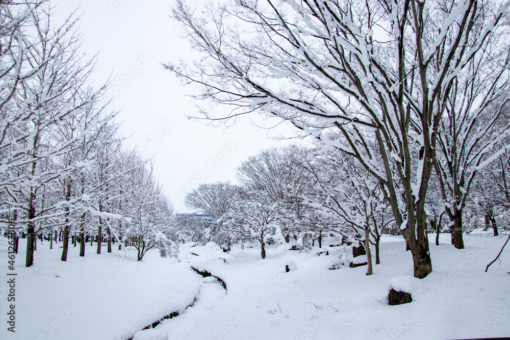 綺麗に雪化粧した公園 綺麗に雪化粧した公園