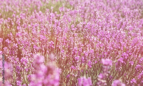 Flowers background. Vibrant heather blossoming outdoors.