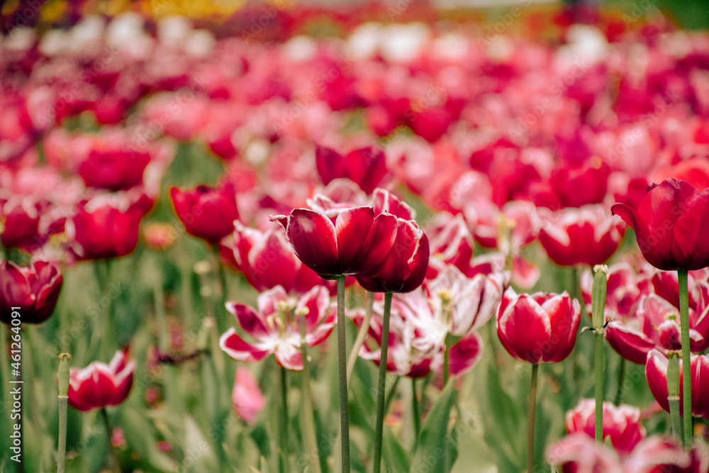 tulips in the garden