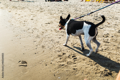 Dog Playing on the Beach in Alassio, Italy
