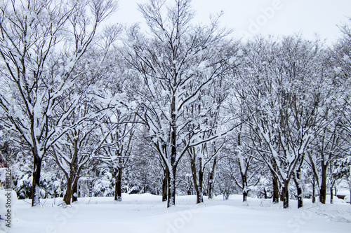 真冬の雪景色