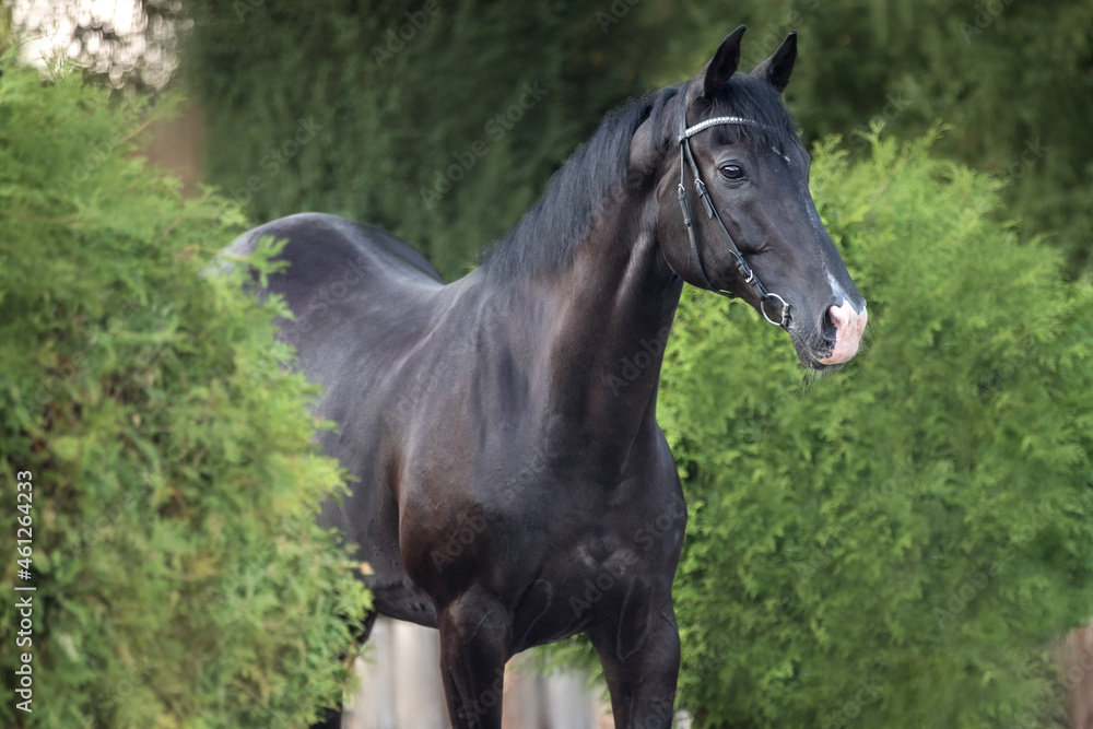 Portrait of a purebred black stallion on the nature background. Portrait of a purebred black stallion on the nature background.