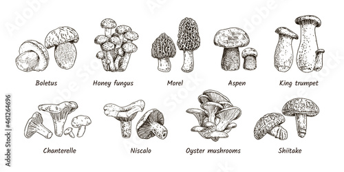 Hand drawn mushrooms collection. 9 types of edible mushrooms. Boletus, Honey fungus, Morel, Aspen, King trumpet, Chanterelle, Niscalo, Oyster mushrooms, Shiitake. Vector illustration.