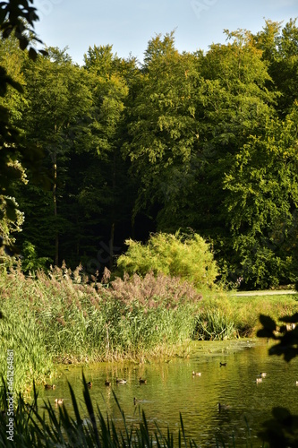 Végétation sauvage le long d'un étang au parc de Tervuren 