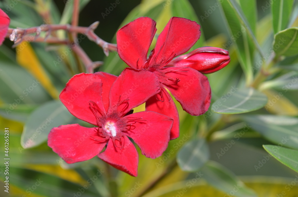 Fototapeta premium red oleander flower