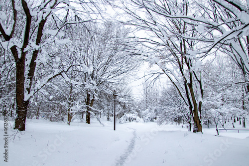 雪の中の一本道 © 白太郎