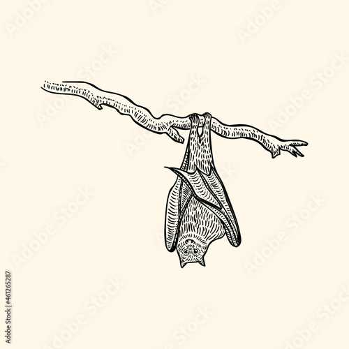 Bat on a branch upside down sketch