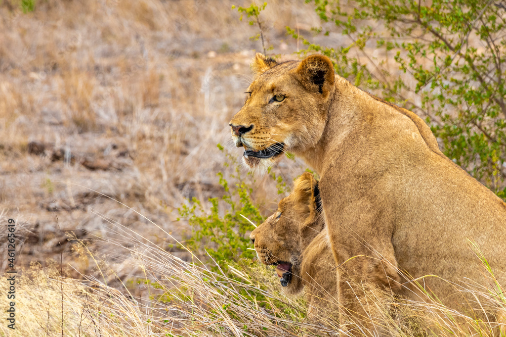 Lions at safari in Mpumalanga Kruger National Park South Africa. Lions at safari in Mpumalanga Kruger National Park South Africa.