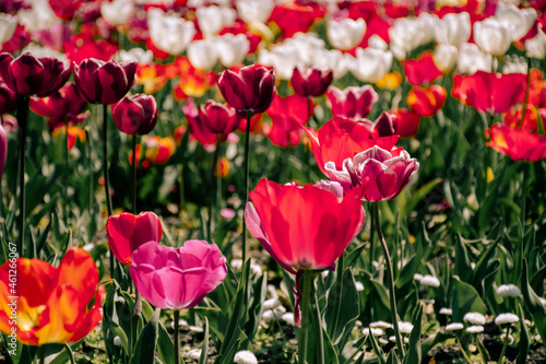 red tulips in spring © Joey